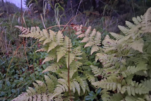 spinulose wood fern