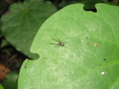 Episinus