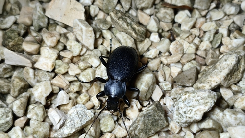 Leather Beetle