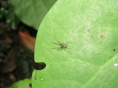 Episinus