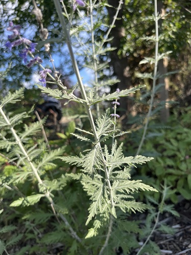 Swanleaf Clouding Sage
