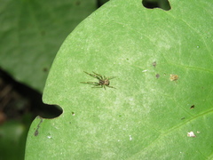 Episinus