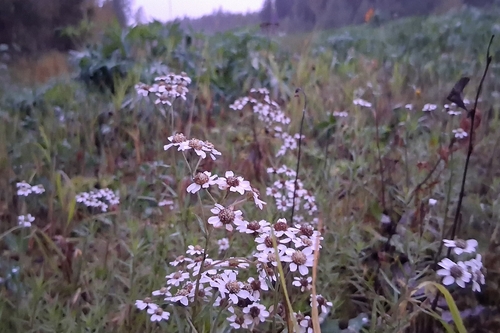 Sneezewort