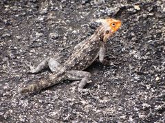 Agama kirkii