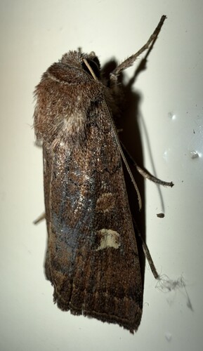 Square-spot Rustic