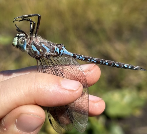 Canada Darner