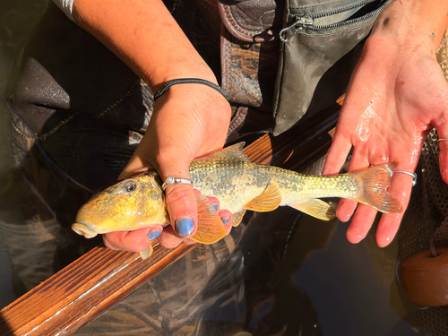 Northern Hog Sucker