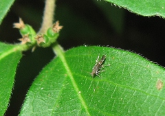 Cosmopterix