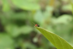 Gynandrobrotica