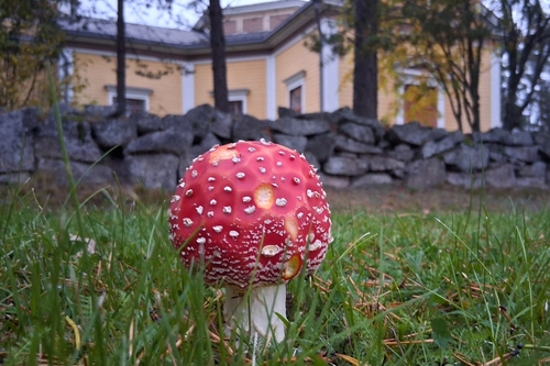Fly Agaric