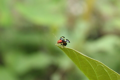 Gynandrobrotica