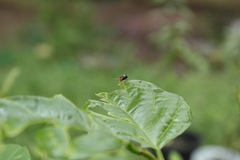 Gynandrobrotica