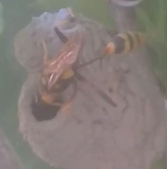 Sceliphron jamaicense lucae