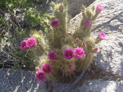 Echinocereus ledingii