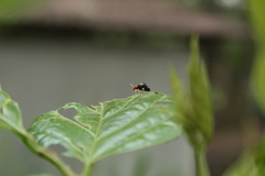 Gynandrobrotica