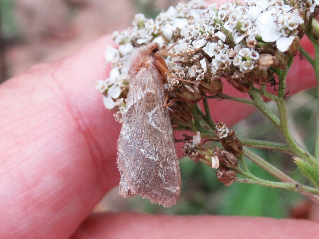 Hepialus sylvinus
