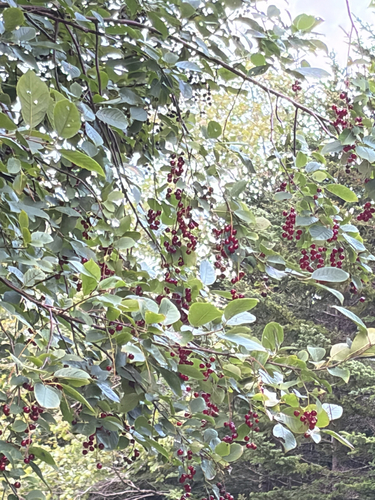 chokecherry