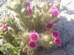 Echinocereus ledingii