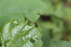 Gynandrobrotica