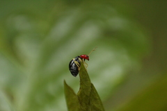 Gynandrobrotica