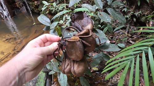 flask-shaped pitcher plant
