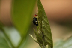 Gynandrobrotica