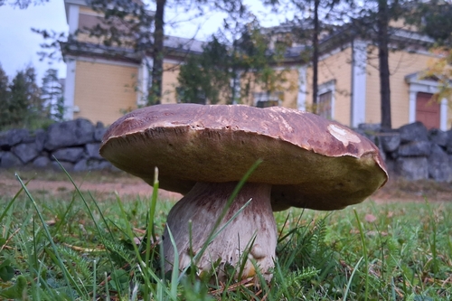 Pine Bolete