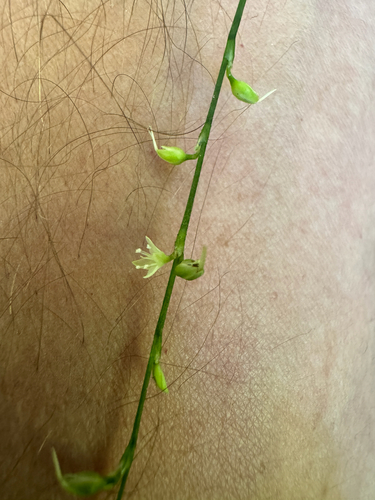 American jumpseed