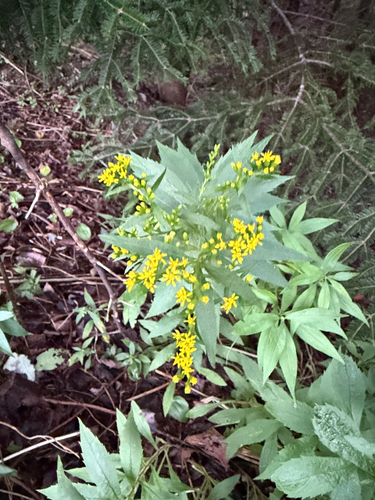 common wrinkle-leaved goldenrod