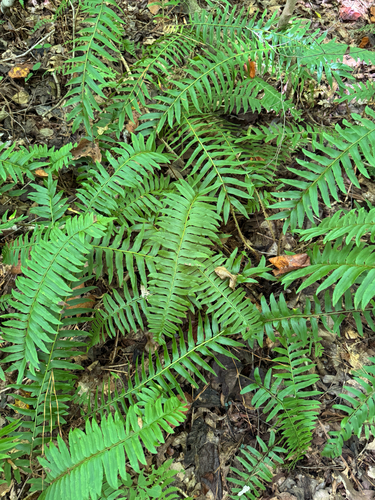Christmas fern