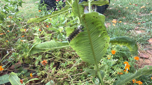 Milkweed Tussock Moth