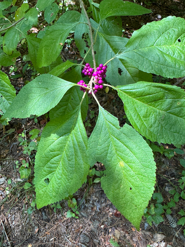 American beautyberry