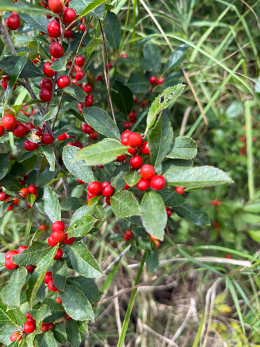winterberry holly