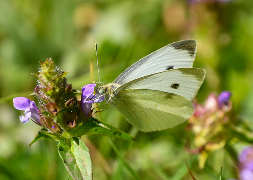 Small White