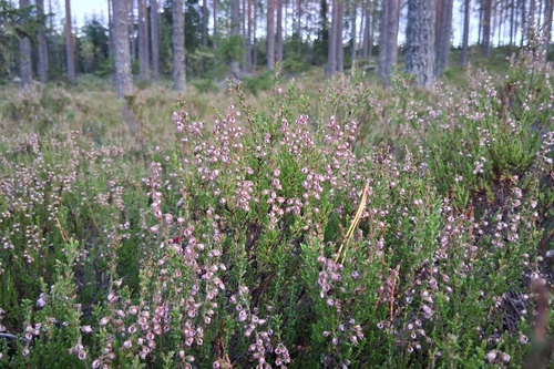 common heather