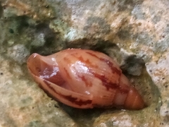 Varicella