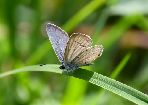 Eastern Tailed-Blue