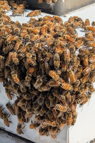 Western Honey Bee