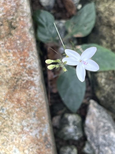 Pseuderanthemum variabile, photograph 1