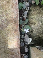 (c) Ethan, some rights reserved (CC BY) Pseuderanthemum variabile, photograph (c) Ethan, some rights reserved (CC BY)