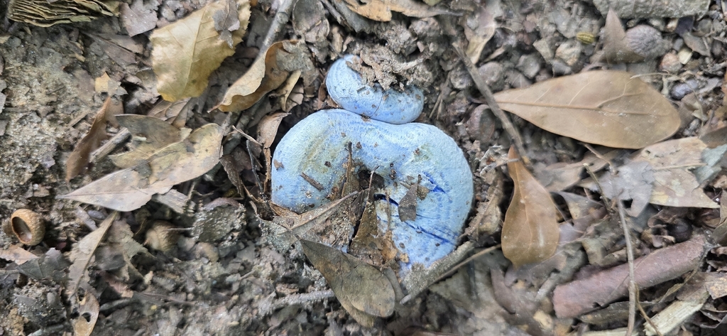 indigo milk cap · September 2026 · photo: Photo: no rights reserved · iNaturalist