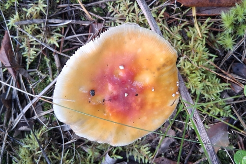 Fly Agaric