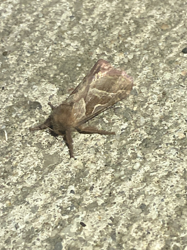 Orange Swift