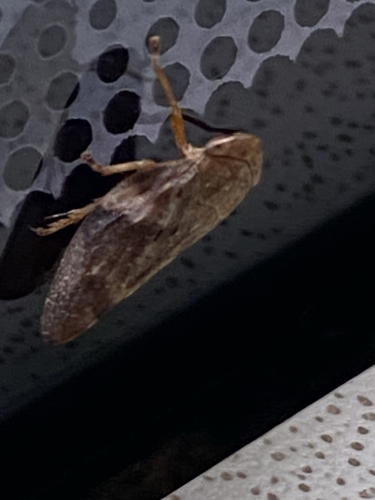 Alder Spittlebug