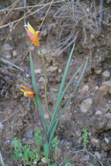 Tulipa sylvestris australis