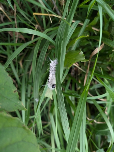 Hickory Tussock Moth