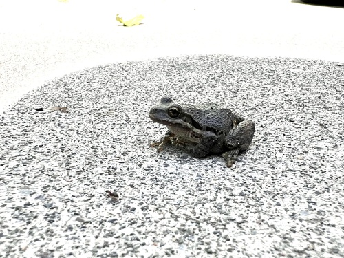 Pacific chorus frog