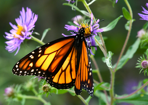 Monarch