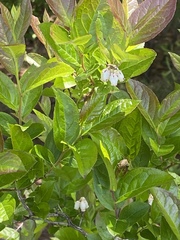 Lyonia mariana