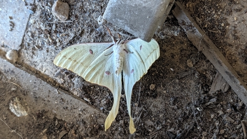 North American Luna Moth